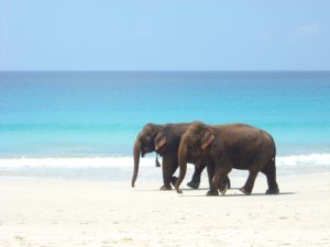 andaman_beach_elephants